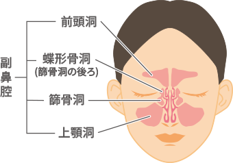 副鼻腔の説明